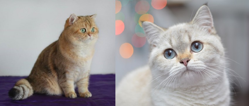 Mefisto Moon Sissi x Talora Tussie Gatto deRey
