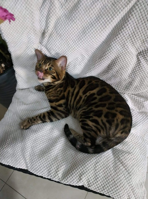 Sensey - Bengal 

