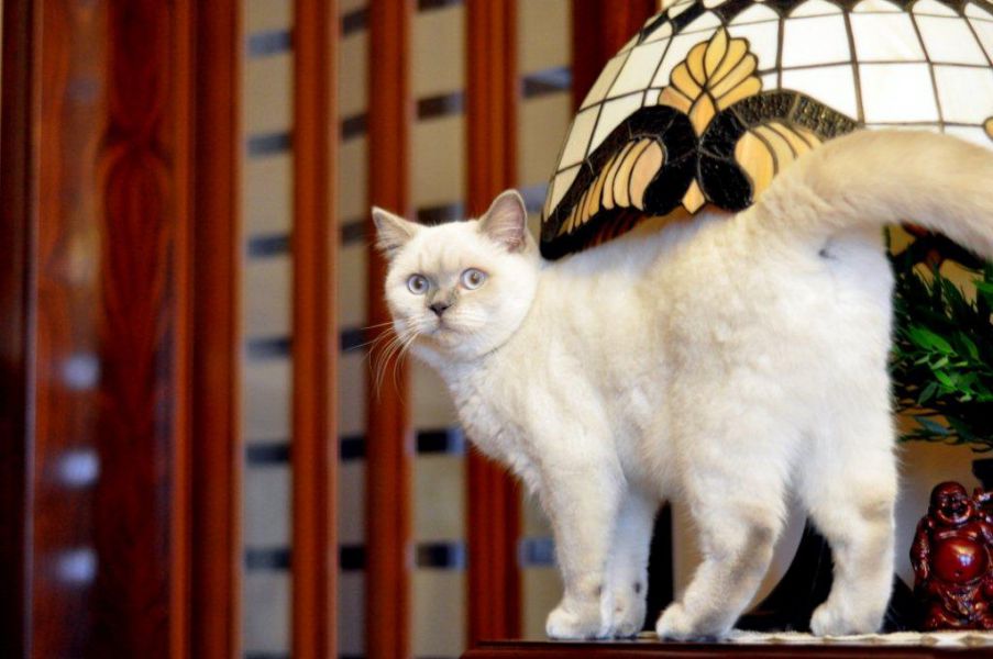 J’adore Jasmine Mazuria*PL of Ars Britannica*PL
