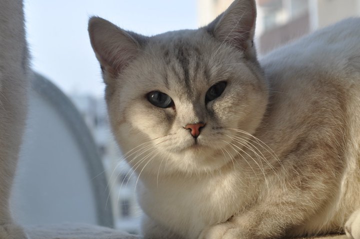 Sweety Schoenweg of Ars Britannica*PL
