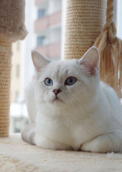 Sweety Schoenweg of Ars Britannica*PL
