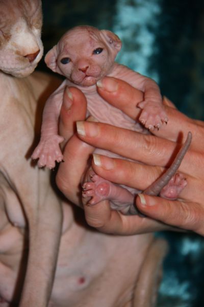 UNIQUE JUNIOR MY SPHYNX
