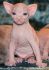 My Sphynx*PL