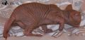 My Sphynx*PL