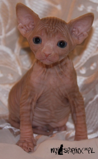 Ulisa My Sphynx
