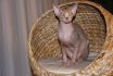 My Sphynx*PL