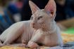 My Sphynx*PL