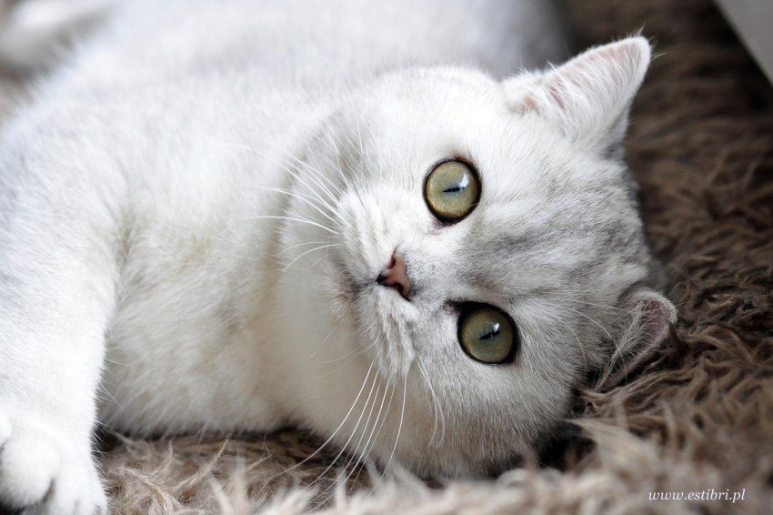 Cisco Silver Felis*LT
