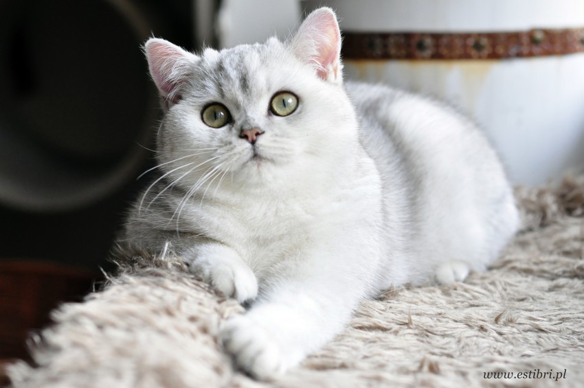 Cisco Silver Felis*LT
