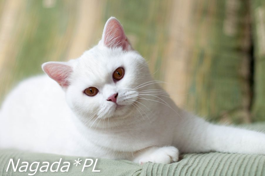 Hadriel Nagada*PL

