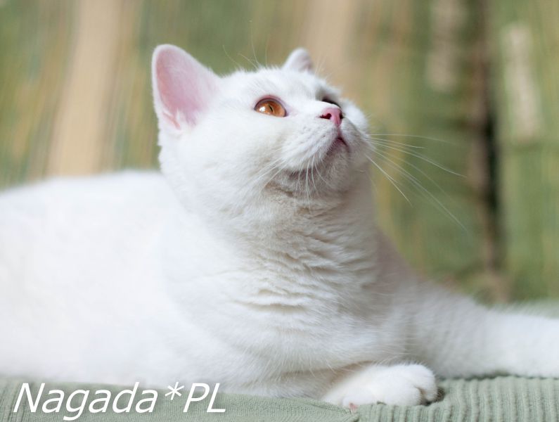 Hadriel Nagada*PL
