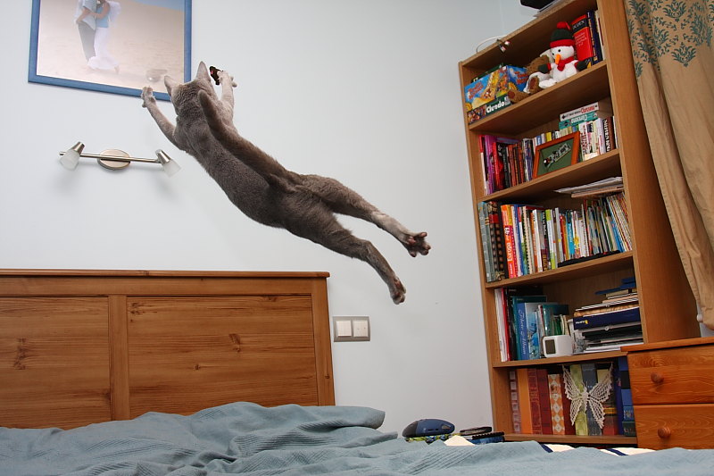 MJ KOT*PL
