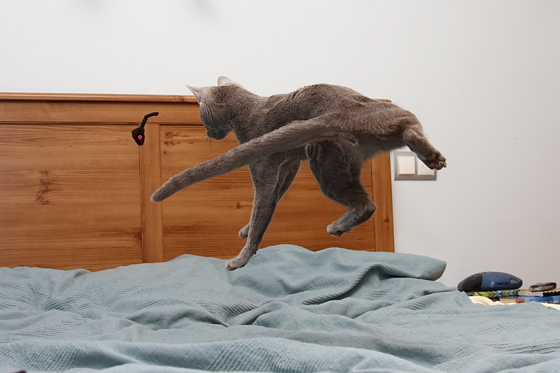 MJ KOT*PL
