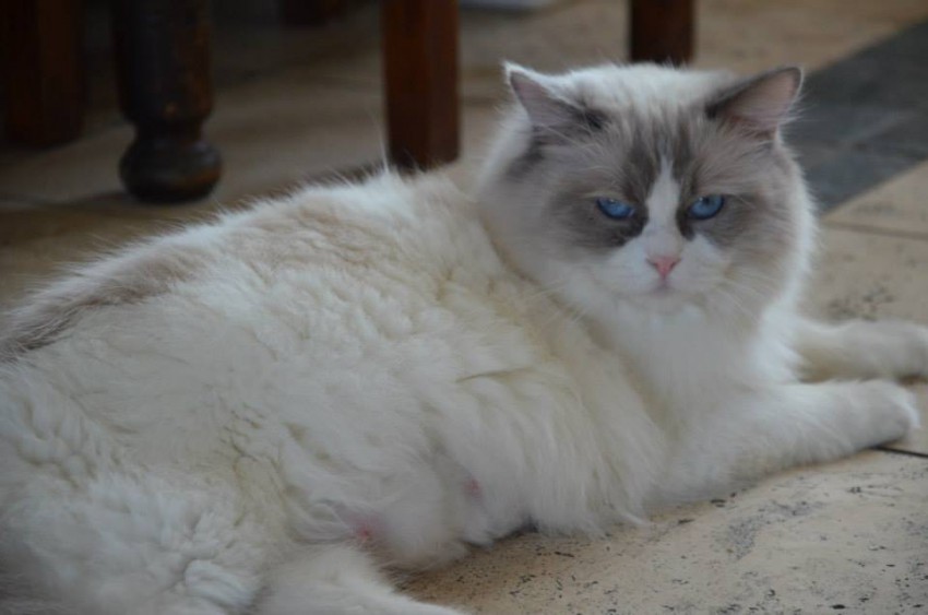 Charlotte Koc-Pol Cat
