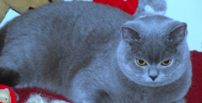 Amira
