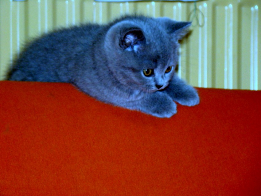 Miot A
