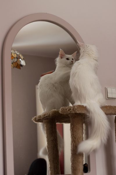 FIFI Bratnia Dusza *PL

