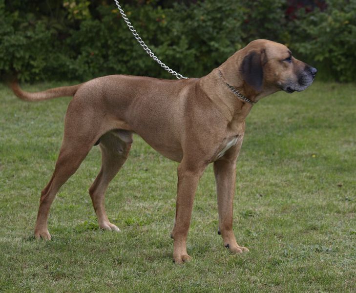 DAKAR Bratnia Dusza Rhodesian Ridgeback
