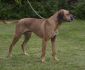 DAKAR Bratnia Dusza Rhodesian Ridgeback