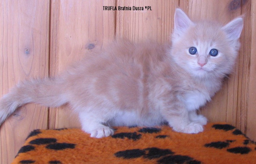 TRUFLA Bratnia Dusza *PL
