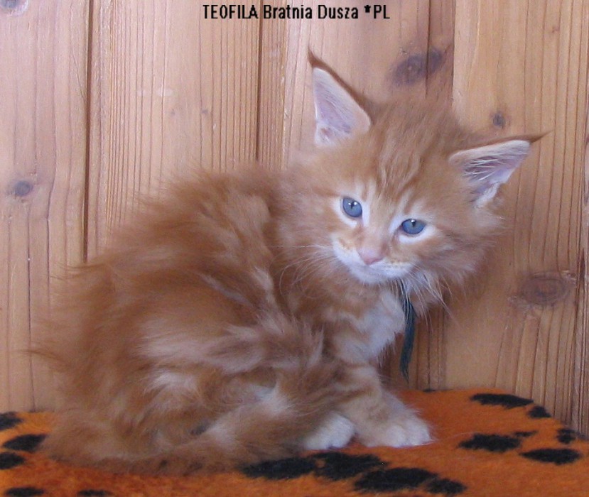 TEOFILA Bratnia Dusza *PL
