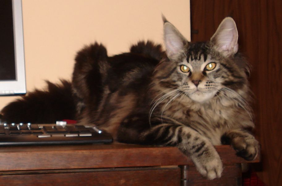 BOSS Bratnia Dusza *PL
