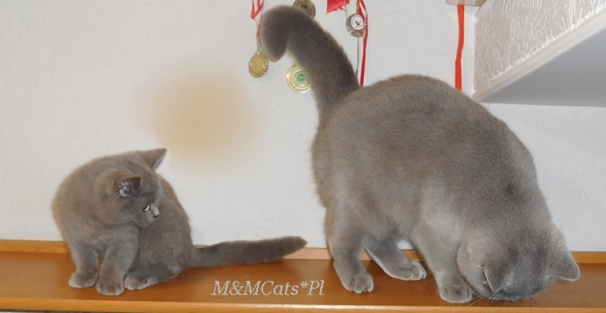  M&MCats*Pl
