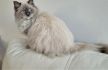 Sweet&Fluffy*PL