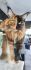 Amber Cat World Alex 