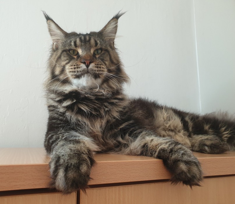 Mufasa
