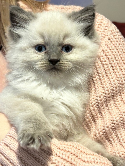 kocita Ragdoll 2023
