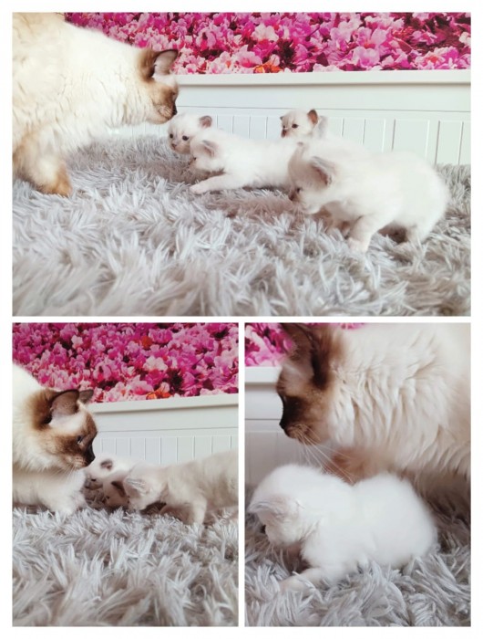 KOCITA miot A

