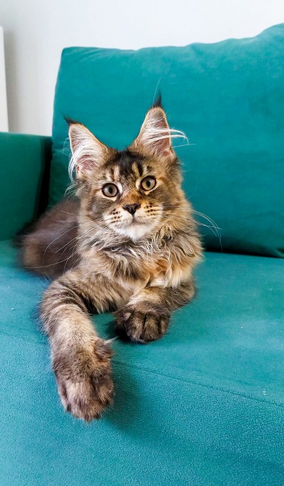 PL*Noxvitae Black Pearl
