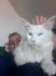 Zone Cat*PL
