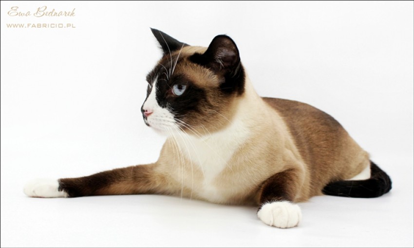 Snowshoe jak ywy
